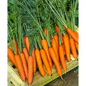 Бенгала F1 - морковь, 100 000 семян, Agri Saaten Германия фото, цена